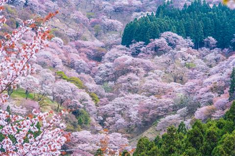 吉野山（4月頃撮影）